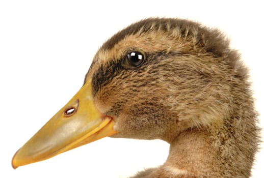 two ducks on a white background           