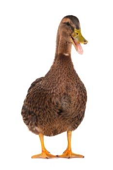  duck on a white background                           