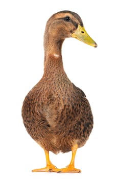  duck on a white background                           