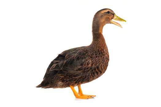  duck on a white background                           