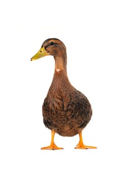  duck on a white background                           