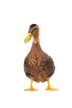  duck on a white background                           