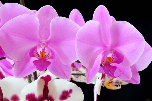 The beautiful purple orchid on black background