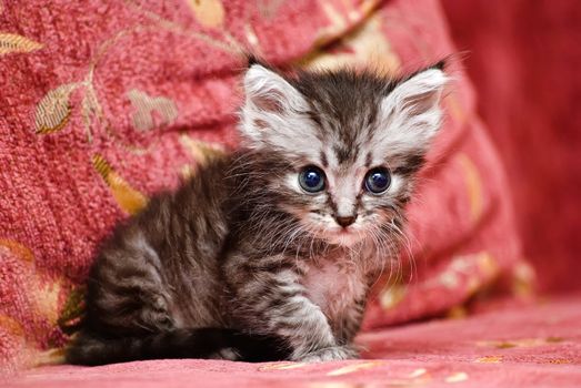 Beautiful stripy grey little kitten