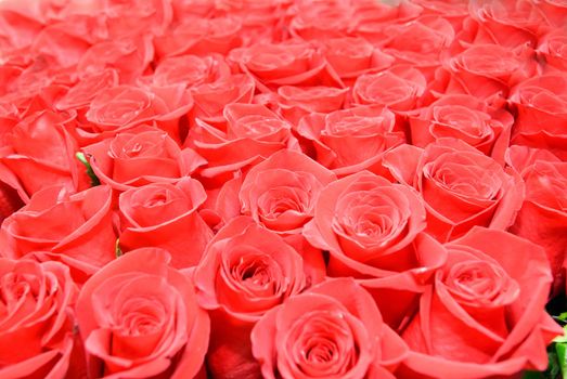 Red roses background