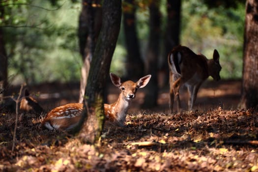 fallow deer calf standing in the warm light after dawn