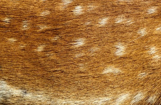 fallow deer fur pattern with many white spots