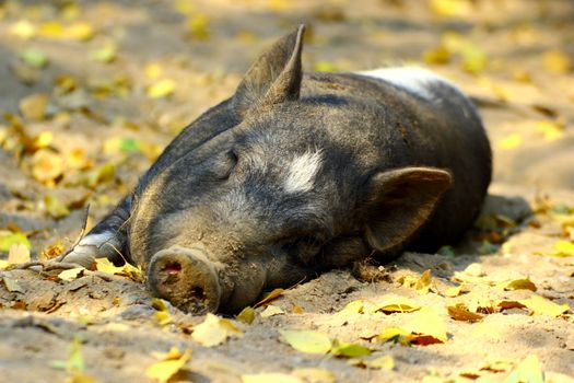 lazy pig sleeping in the afternoon at the shade