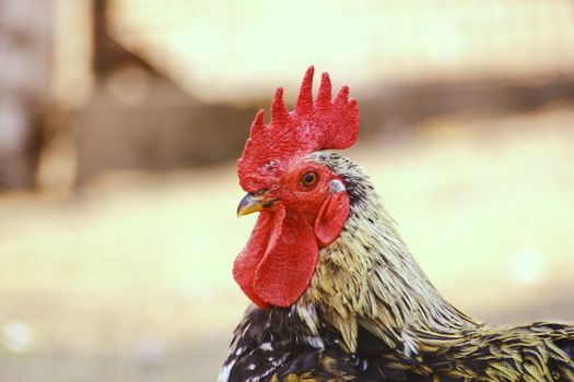 beautiful colorful rooster standing in his yard