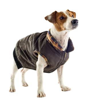 portrait of a purebred jack russel terrier with coat in studio