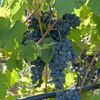 blue grapes outside in Italy