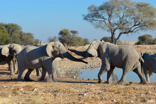 An Elephant charging another elephant, Okaukeujo waterhole, Etosha National Park, Namibia