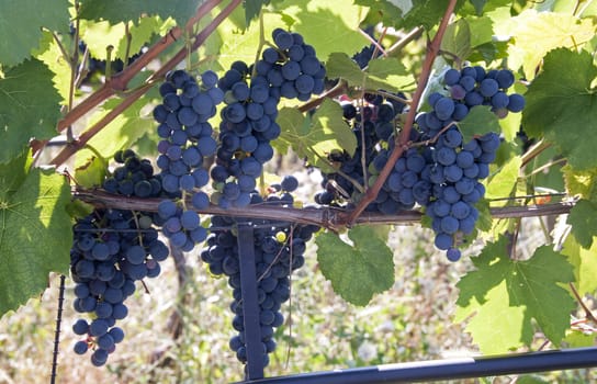 blue grapes outside in Italy