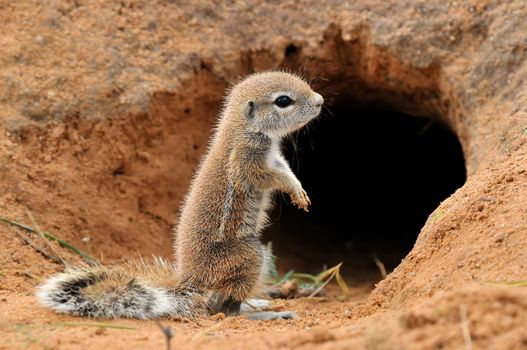 Cape Ground Squirrel (Xerus Inauris). Photo taken at Mata Mata in the Kgalagadi Transfrontier Park, South Africa