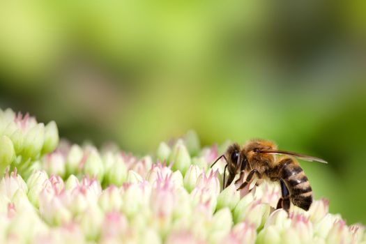 bee on pink and white garden flower of Sedum