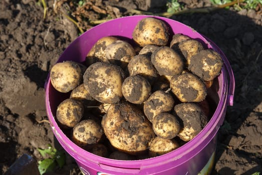 Fresh potatoes in a bucket on the field