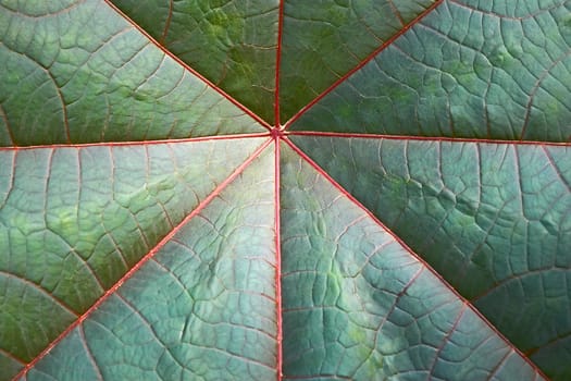 Detail of big dark green symmetrical leaf under sunlight close up as a texture