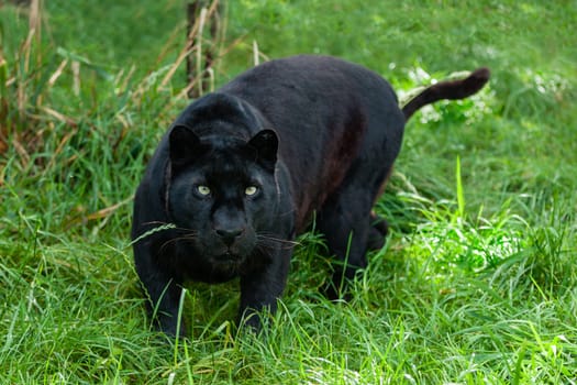 Black Leopard Hunting in the Long Grass Panthera Pardus