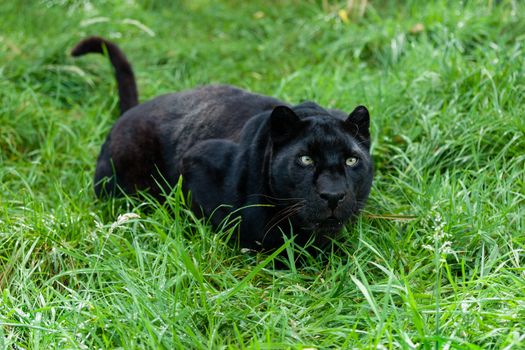 Black Leopard Ready to Pounce in Long Grass Panthera Pardus