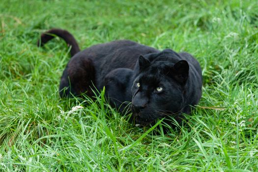 Black Leopard Stalking in Long Grass Panthera Pardus