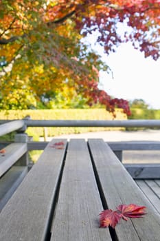 Fall Maple Leaves on Wooden Bench at Japanese Garden in Autumn