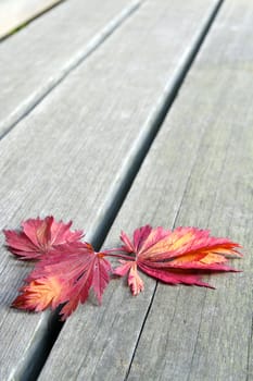 Red Japanese Maples Leaves on Wooden Bench in Fall Season Background Closeup