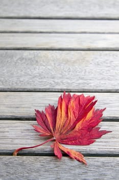 Red Japanese Maples Leaf on Wooden Bench in Fall Season Background Closeup