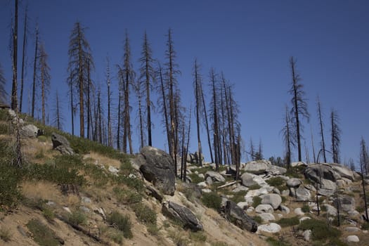 forest pine trees that have been in a forest fire.