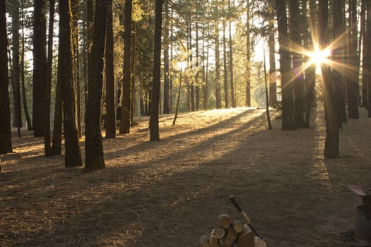 sunset in the trees at a camp site