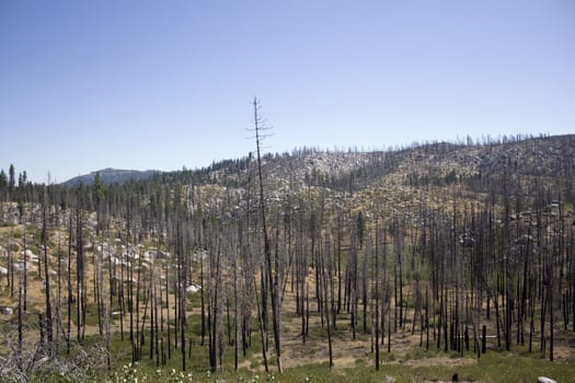 forest pine trees that have been in a forest fire.