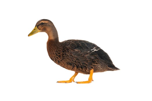  duck on a white background                           