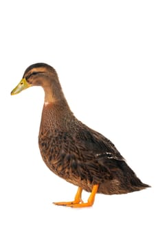  duck on a white background                           