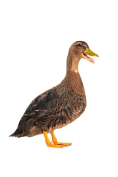  duck on a white background                           