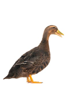  duck on a white background                           