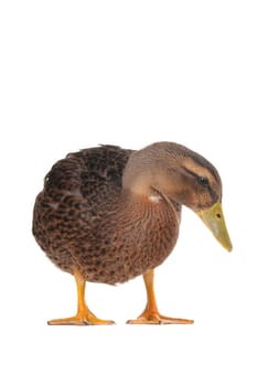  duck on a white background                           