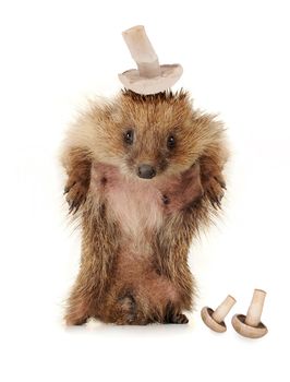 Standing hedgehog on a white background