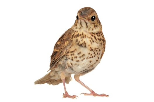 song thrush  on a white background