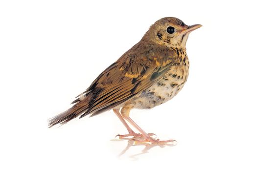 song thrush  on a white background