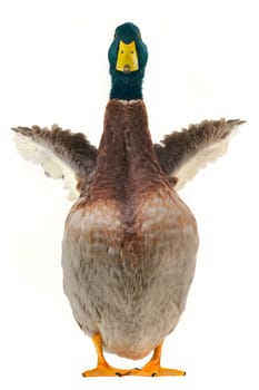  duck on a white background           