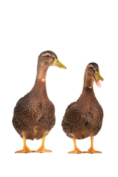  two duck on a white background                           