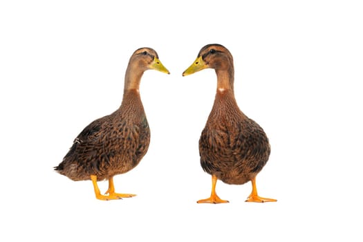  two duck on a white background                           