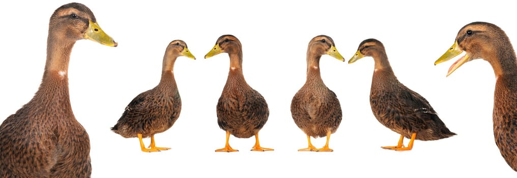  ducks on a white background                           