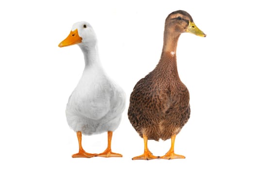 two duck white on white a background           