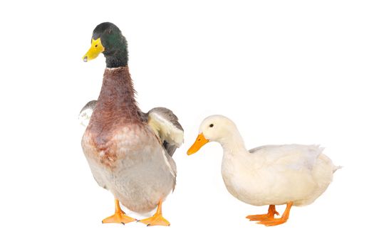  duck on a white background           