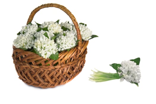 Snowdrop �n a white background