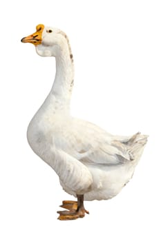 goose on a white background