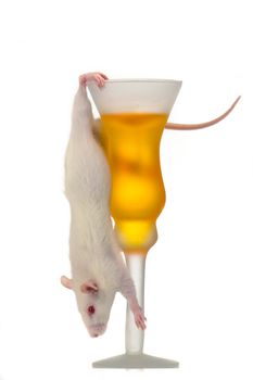 Rat on a white background                               