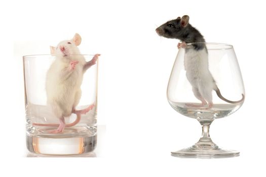 two little rats isolated on white                               