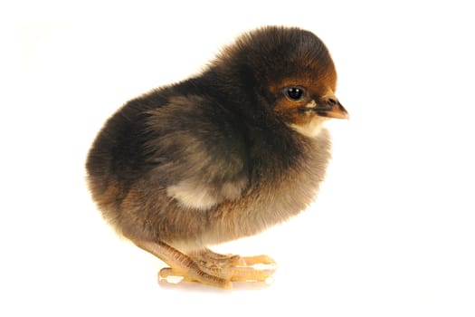 chick  on a white background                                         