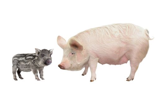 Pig, on a white background